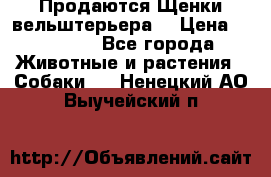 Продаются Щенки вельштерьера  › Цена ­ 27 000 - Все города Животные и растения » Собаки   . Ненецкий АО,Выучейский п.